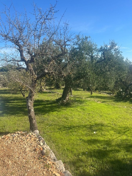 immagine annuncio 9 di 14