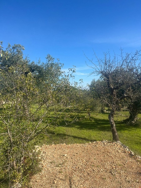 immagine annuncio 10 di 14