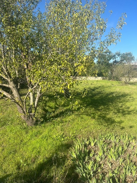 immagine annuncio 11 di 14