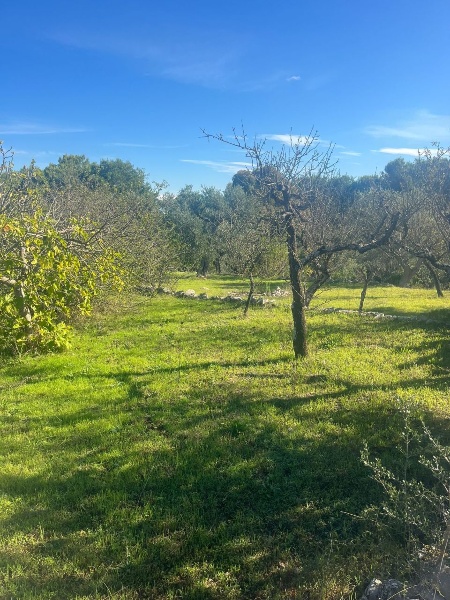 immagine annuncio 12 di 14