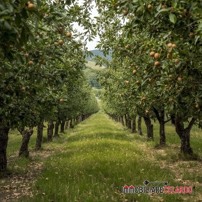 Foto Terreno a Colle di Val d'Elsa Quartaia, Pian dell'Olmino, Mensanello