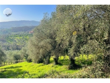 Foto Terreno agricolo in SALAIOLA, Empoli Centro Storico di 10000 m²