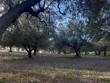 Foto Terreno agricolo a Dolianova di 4860 m² in vendita