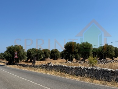 Foto Terreno agricolo a Fasano in vendita