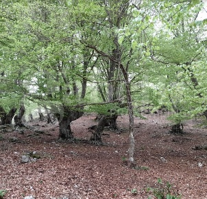 Foto Terreno agricolo in LocalitÃ  Valle Franca e Petreta snc, Montelanico