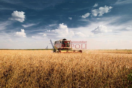 Foto Rustico in Via del Casale di Sant'Angelo, Fiumicino di 200 m²