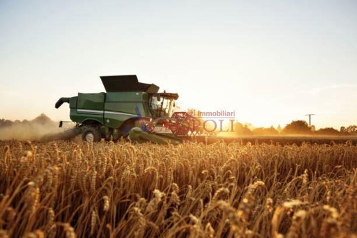 immagine annuncio 5 di 8