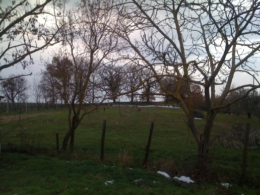 immagine annuncio 3 di 6