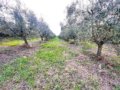 Foto Casale a Cerreto Guidi di 250 m² con 6 locali in vendita