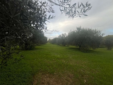 Foto Terreno agricolo a Donori di 8900 m² in vendita