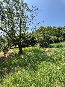 Foto Terreno agricolo in Via Casette 9, Val Liona Spiazzo di 10700 m²