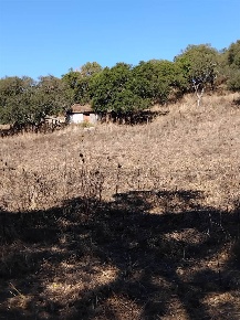 Foto Terreno agricolo a Monti in vendita