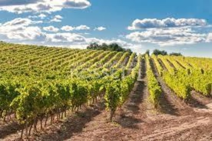 Foto Terreno agricolo a Cerreto Guidi Centro di 52000 m² in vendita