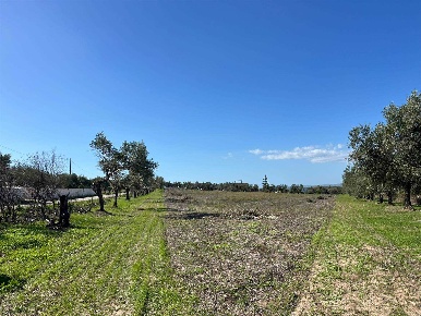 Foto Terreno agricolo in C.da Burgio, Noto di 10120 m² in vendita