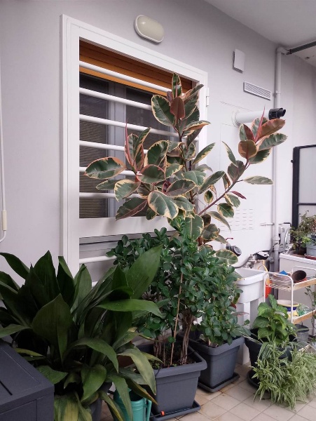 immagine annuncio 2 di 15