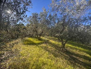 Foto Terreno agricolo a Prato di 2100 m² in vendita