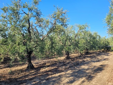 Foto Terreno agricolo in SP 96, Cerignola di 21000 m² in vendita