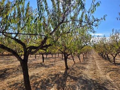 Foto Terreno agricolo in SP 96, Cerignola di 4500 m² in vendita