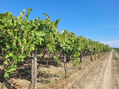 Foto Terreno agricolo in VIA SCARAFONE, Cerignola di 12500 m² in vendita