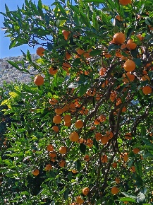 Foto Cessione attività in CONTRADA MONASTERI, Floridia di 6100 m²