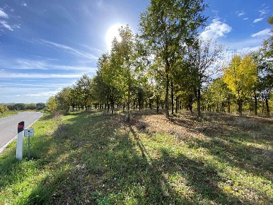Foto Terreno agricolo a Siena Cerchiaia - Coroncina di 50000 m² in vendita