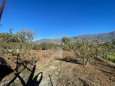 Foto Terreno agricolo in sperone, Sperone di 2201 m² in vendita