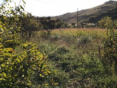 Foto Terreno agricolo in Zona Collinare ragnola, San Benedetto del Tronto
