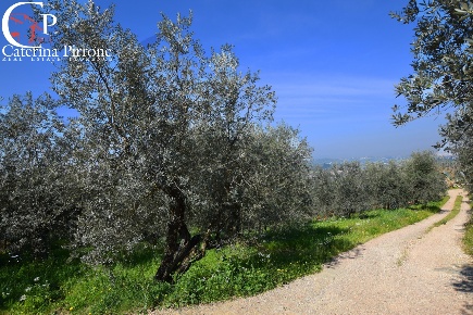 Foto Terreno agricolo in via di Montisoni, Bagno a Ripoli Osteria Nuova