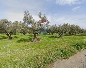 Foto Terreno agricolo a Curinga Centro di 24250 m² in vendita