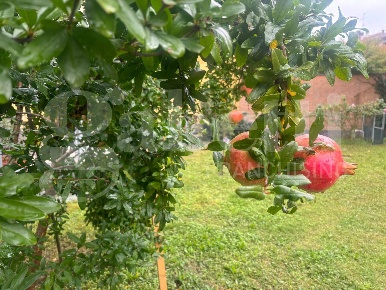 Foto Villa unifamiliare in Giacomo Matteotti, Riolo Terme Centro di 760 m²