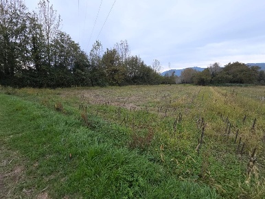 Foto Terreno agricolo a Capannori Segromigno - San Colombano di 2000 m²