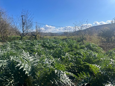 Foto Terreno agricolo a Asciano Centro di 3000 m² in vendita
