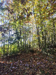 Foto Terreno agricolo in Via Montarello, Pedara Corso Italia - Europa