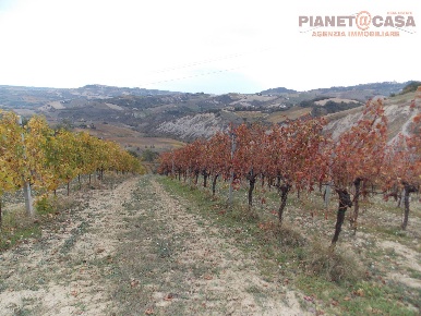 Foto Terreno agricolo in Trivio, Ripatransone di 35000 m² in vendita