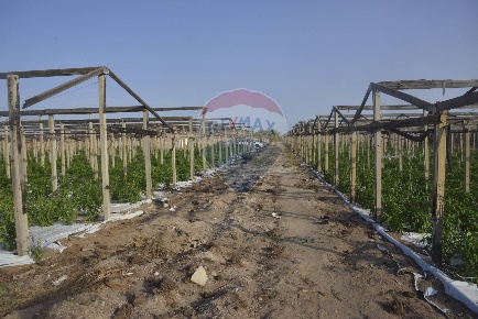 Foto Terreno agricolo Vittoria di 13436 m² in vendita