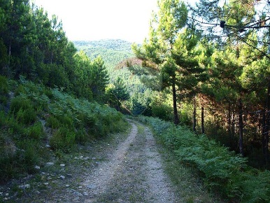 Foto Terreno agricolo in Località la Verruca Coli, Vicopisano in vendita