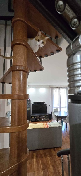 immagine annuncio 7 di 15