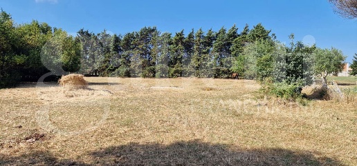 Foto Terreno agricolo in Via Rocca Priora snc, Nettuno di 5480 m²