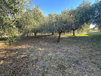 Foto Terreno agricolo in Piamboschi, Cisano sul Neva Piamboschi di 1370 m²