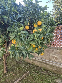 Foto Appartamento a Carrara Marina di Carrara di 65 m² con 3 locali