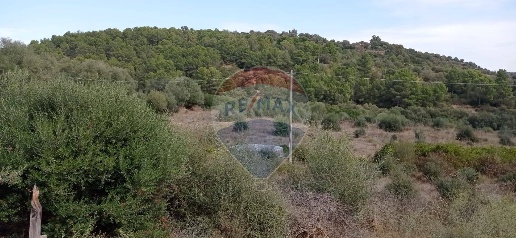 Foto Terreno agricolo a Caltagirone di 15500 m² in vendita