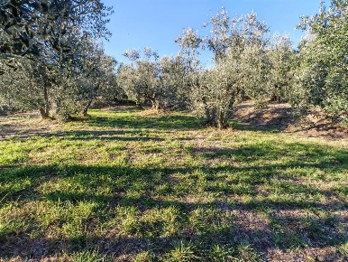 Foto Terreno residenziale in fonte becci, Lucignano Centro di 120 m²