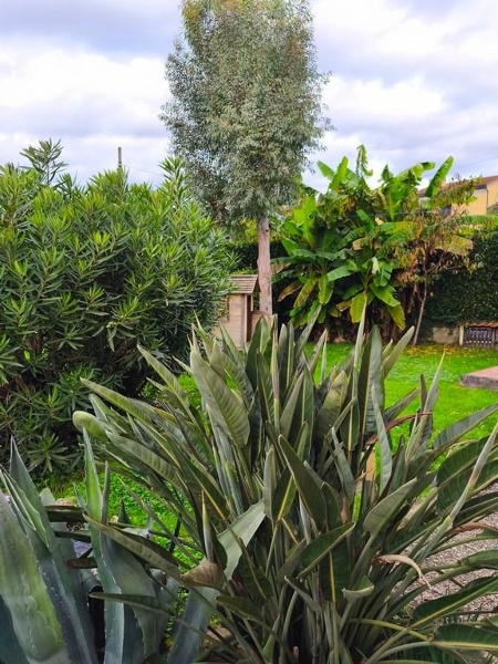 immagine annuncio 6 di 15