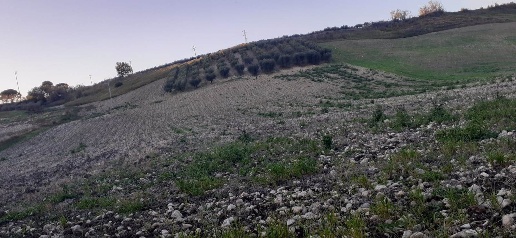 Foto Terreno agricolo a Larino di 56000 m² in vendita