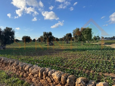 Foto Terreno agricolo in Contrada Egnazia, Monopoli di 16467 m² in vendita