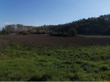Foto Terreno agricolo a Bientina Puntone di 15000 m² in vendita