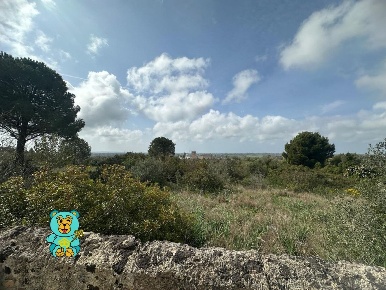 Foto Terreno residenziale a Parabita Centro di 20000 m² in vendita