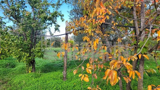 Foto Terreno agricolo in CONTRADA AMICA SNC, Corigliano-Rossano di 7577 m²