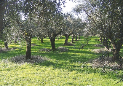 Foto Terreno agricolo in S.v. delle Cerretelle, Cecina in vendita