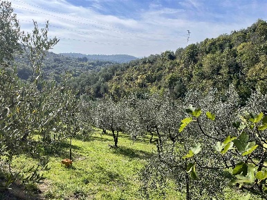 Foto Terreno agricolo a Sesto Fiorentino Monte Morello, Cercina di 10000 m²
